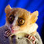 Tiny mouse lemur microcebus antanosy