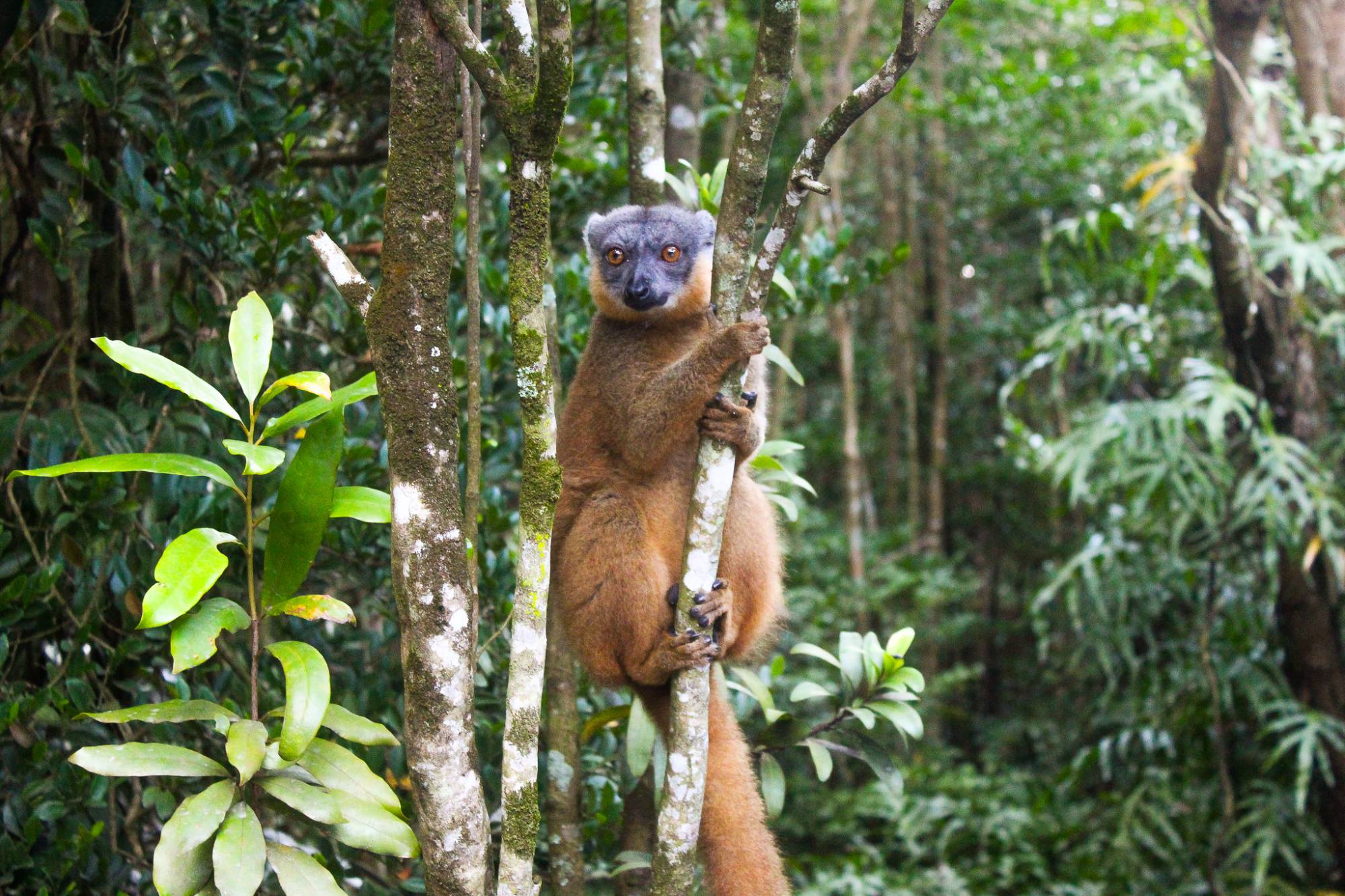 Red Collared Brown Lemur