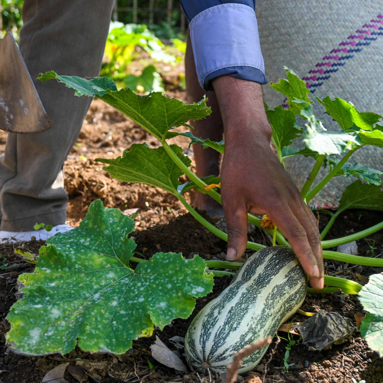Agroforestry thumbnail