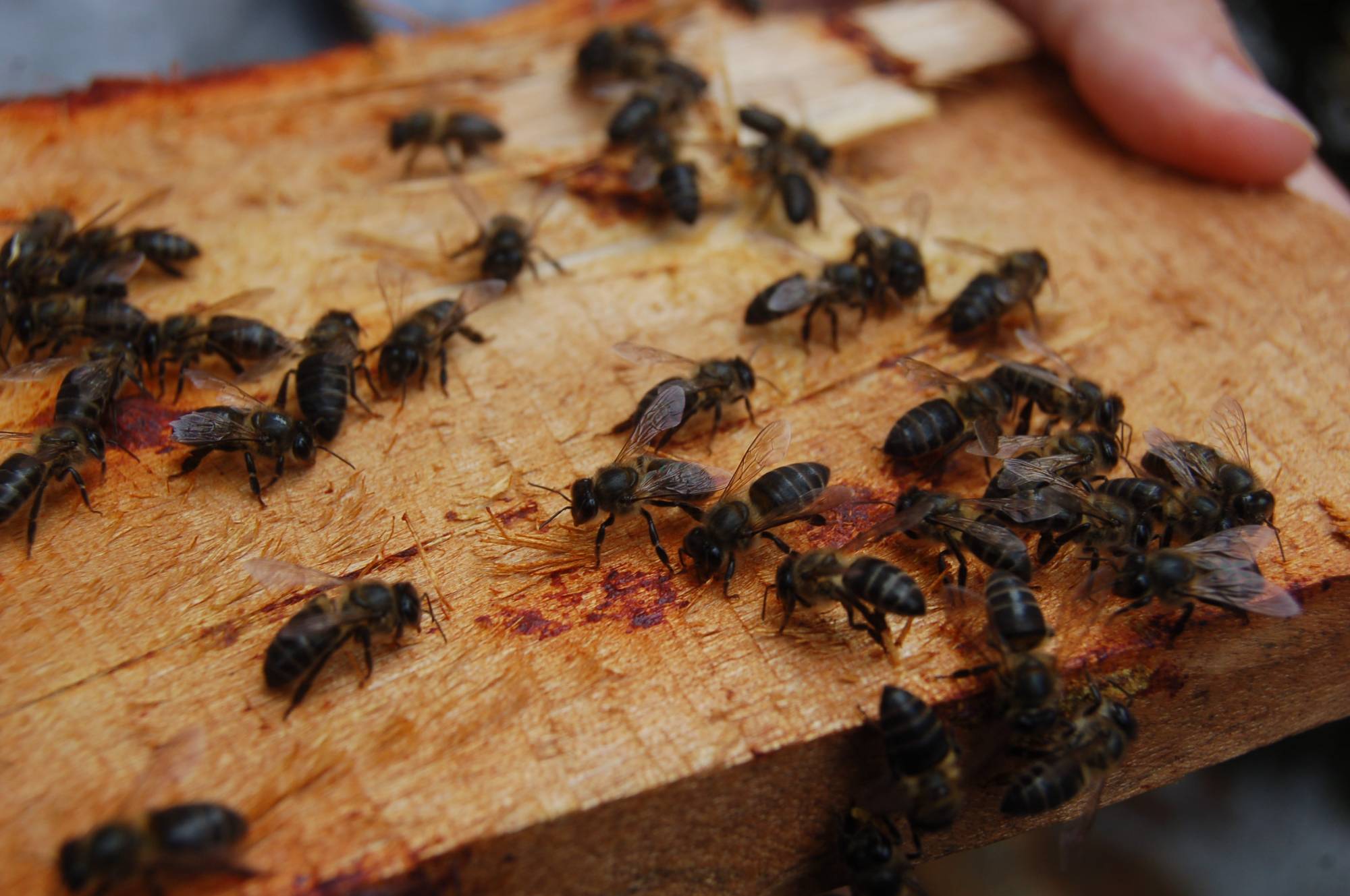 Malagasy honeybees .JPG