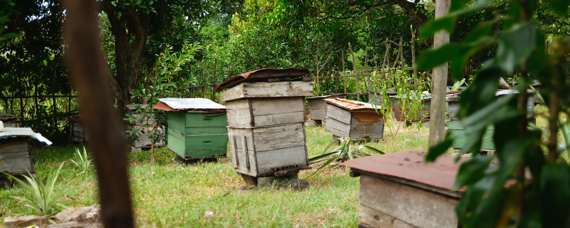 Bee hives in the mountain community of Vatambe