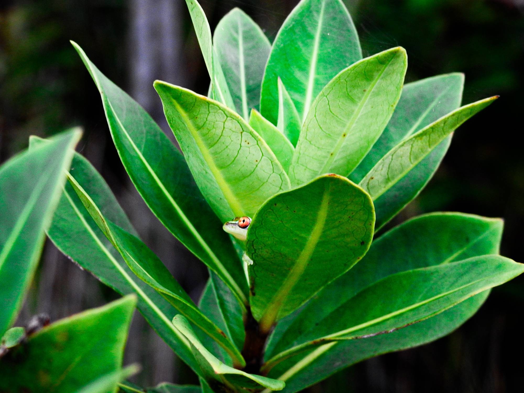 Heterixalus boettgeri frog peering through the trees in Sainte Luce.