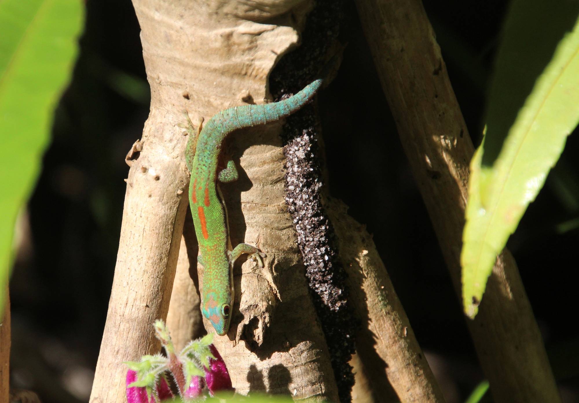 A male Phelsuma antanosy rests on the bark of a Pandanus
