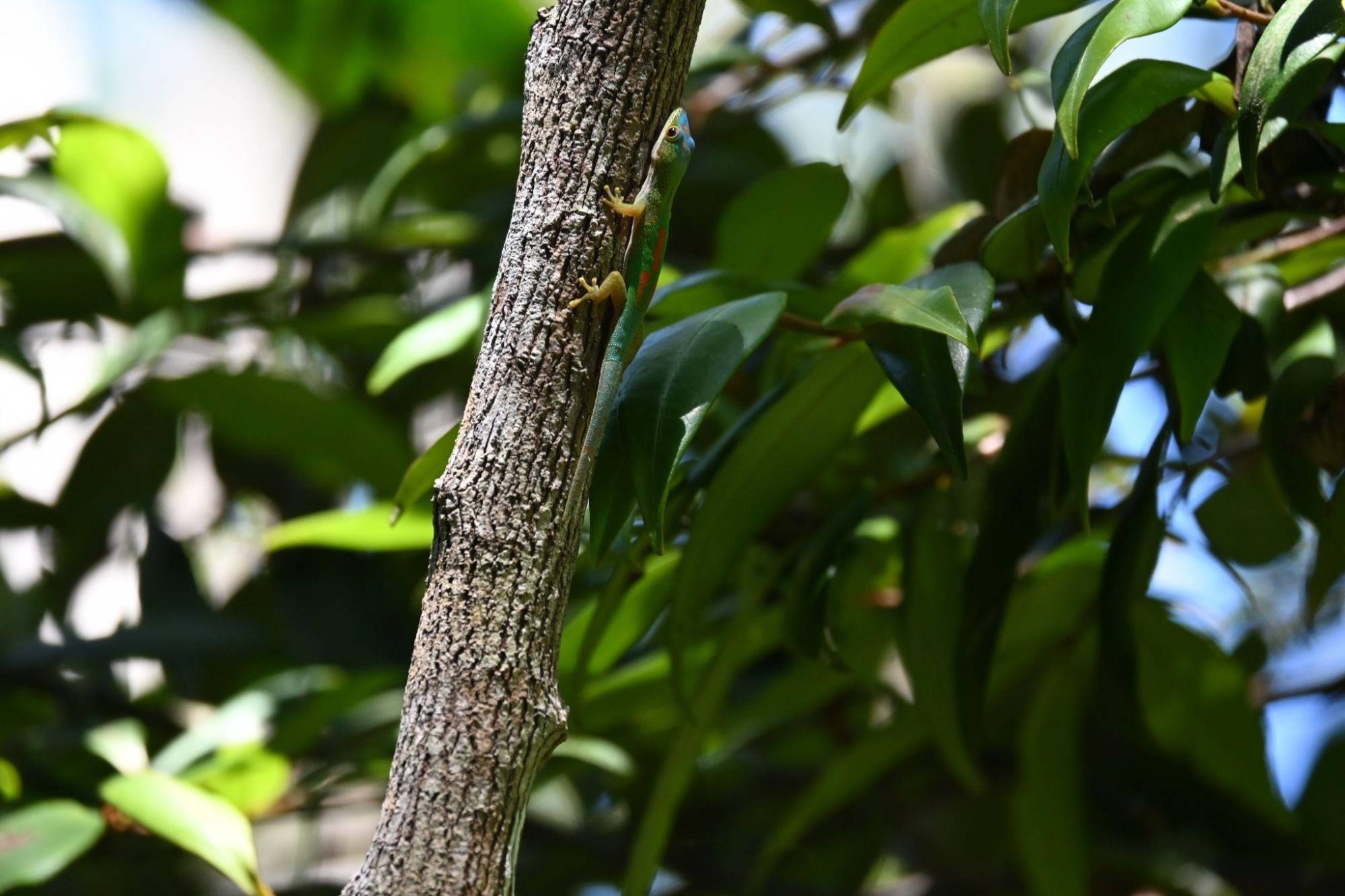 male gecko climbing vegetation