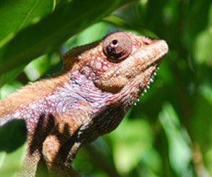 Red chameleon in Sainte Luce, Madagascar