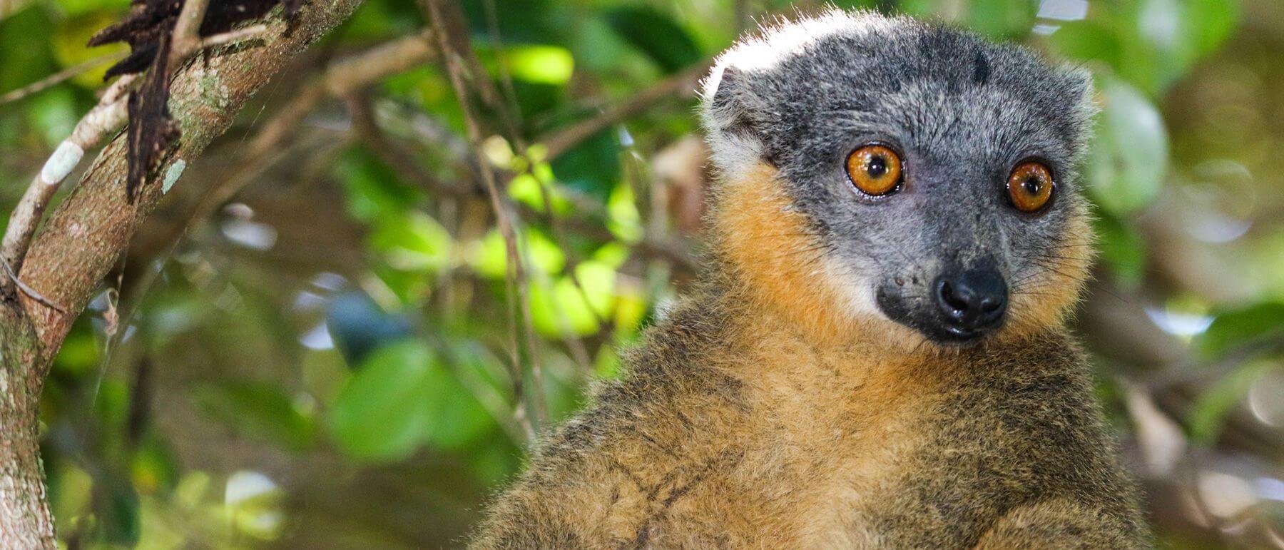 Collared brown lemur in Sainte Luce, Madagascar.
