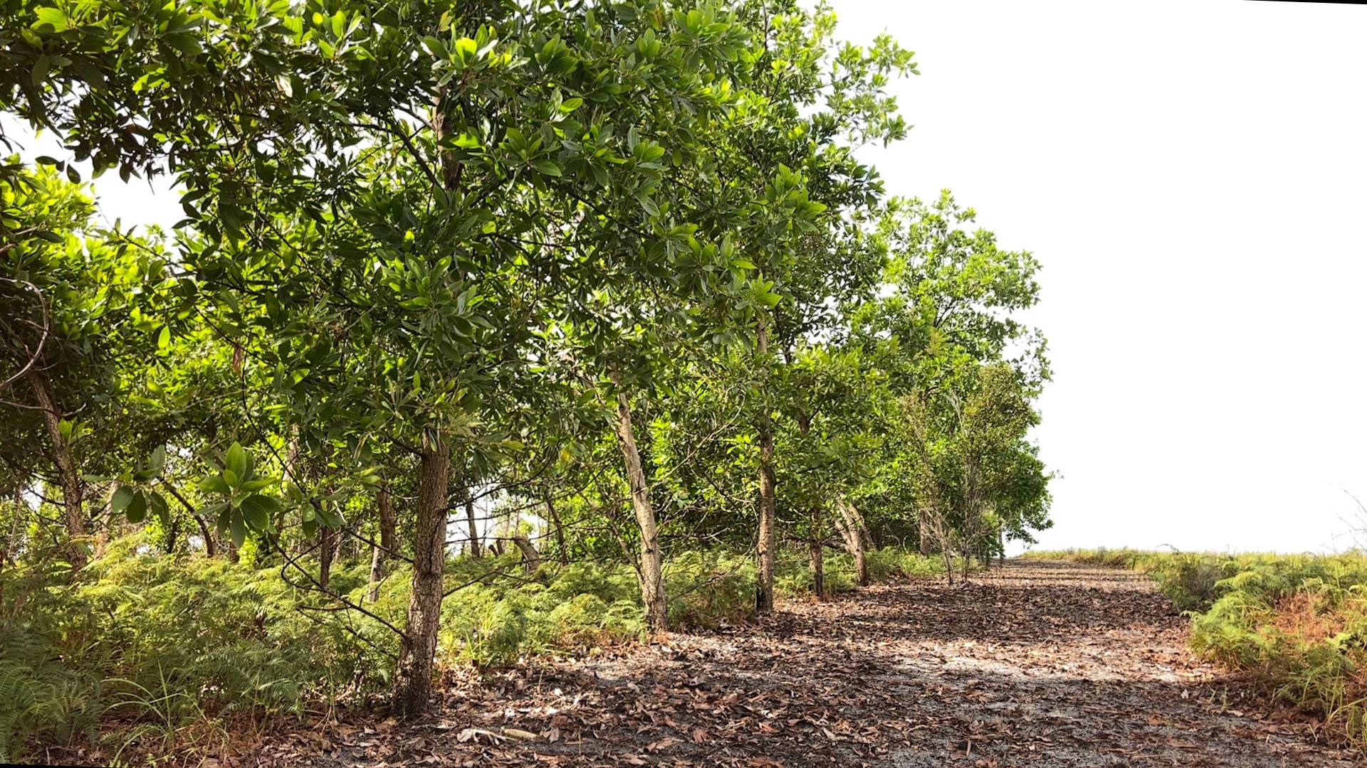 Path with trees(3).jpg