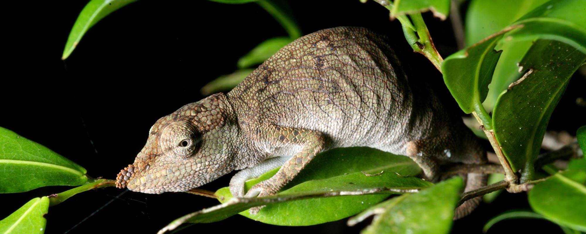 A chameleon with a rather prominent nose sits on a leaf