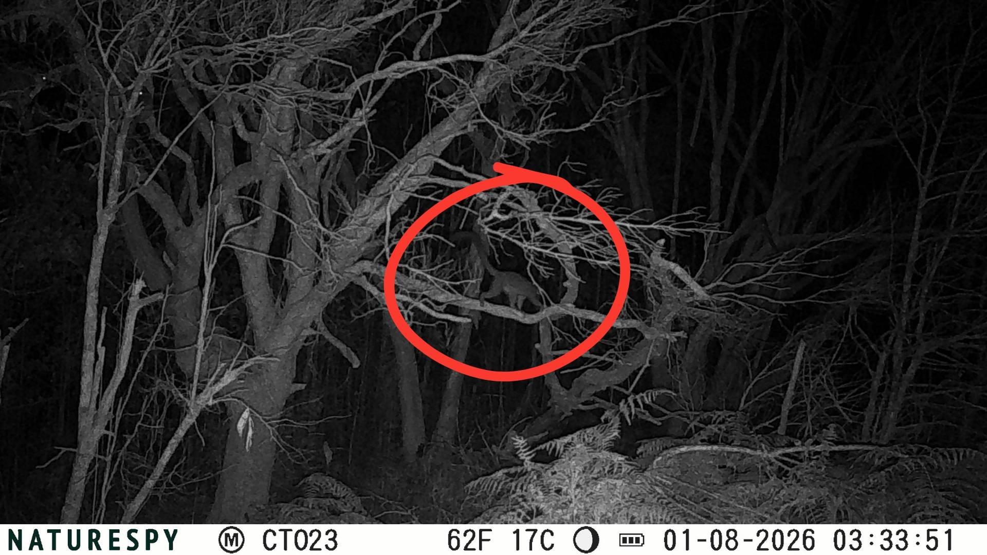 Brown lemur on camera