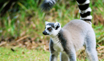 Lemur conservation in Sainte Luce