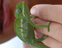 Chameleon