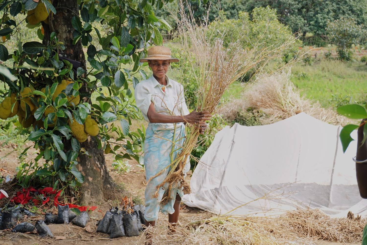 A woman in the field planting plants