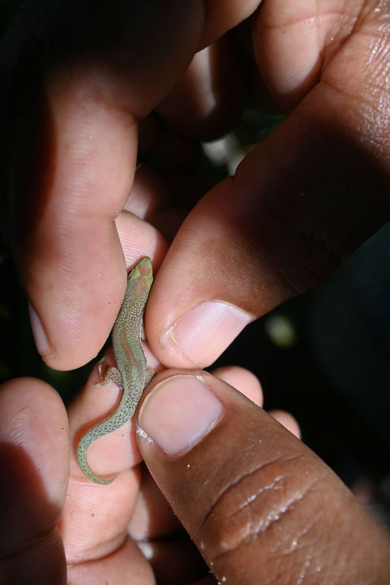 A Phelsuma antanosy is carefully held for measurement