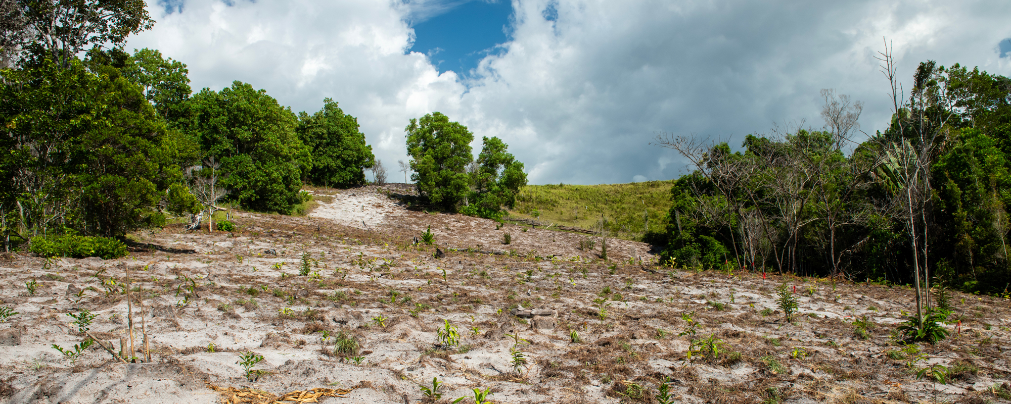 A field with new trees planned