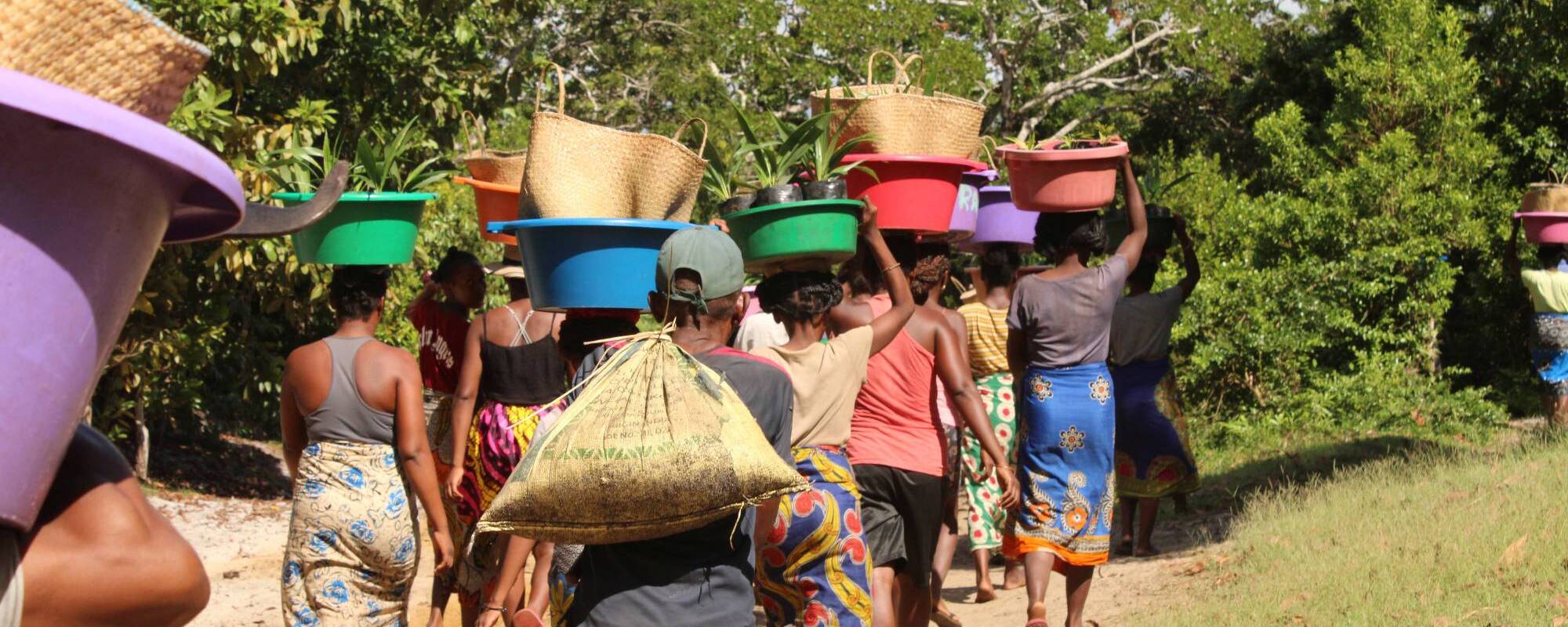 Community members carrying palms from a nursery to a planting site