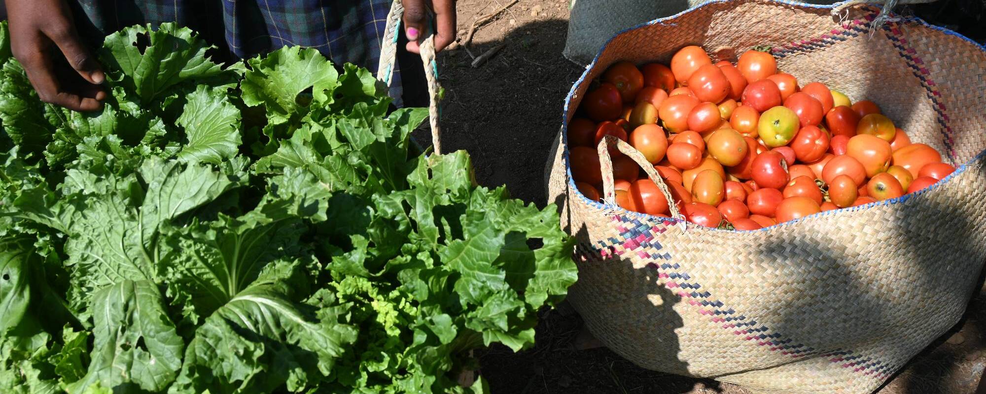 New agroforestry site being cleared at EPP Tsangoria 1 - Charlie Reid