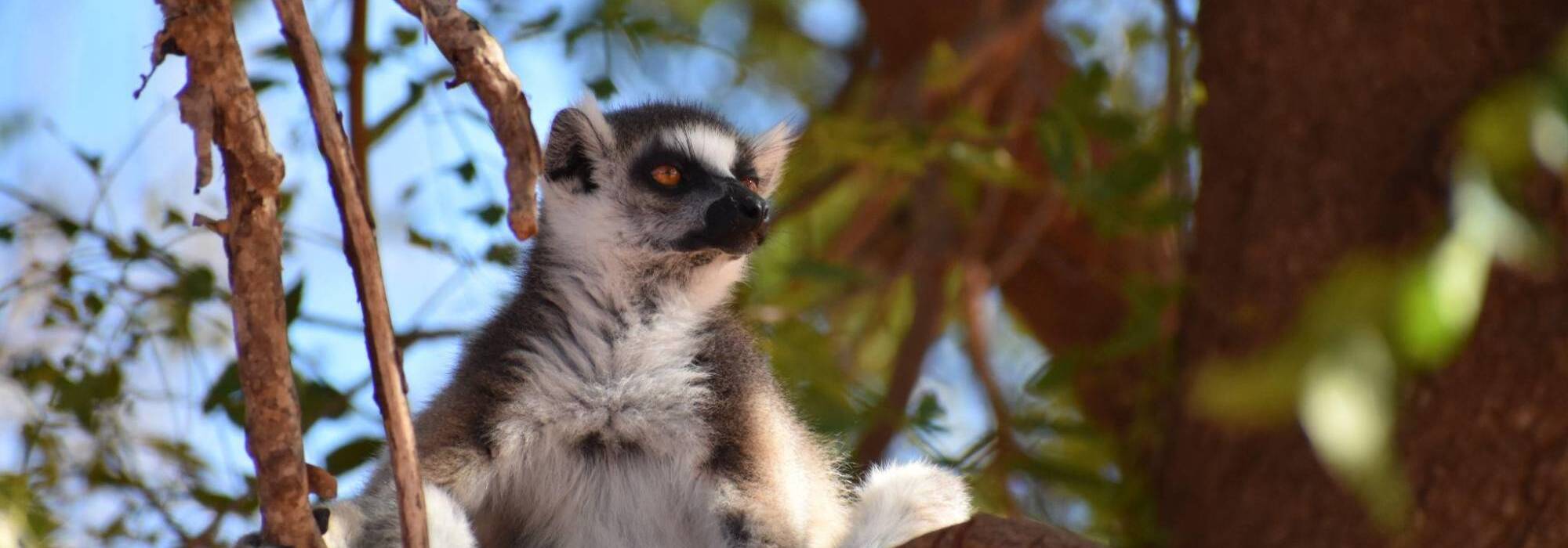 Lemur sitting on a branch
