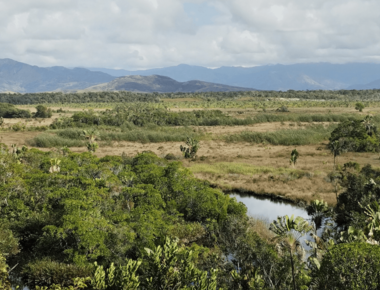 Banner image - volunteer blog.png