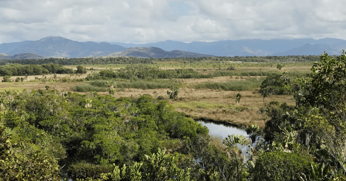 Banner image - volunteer blog.png