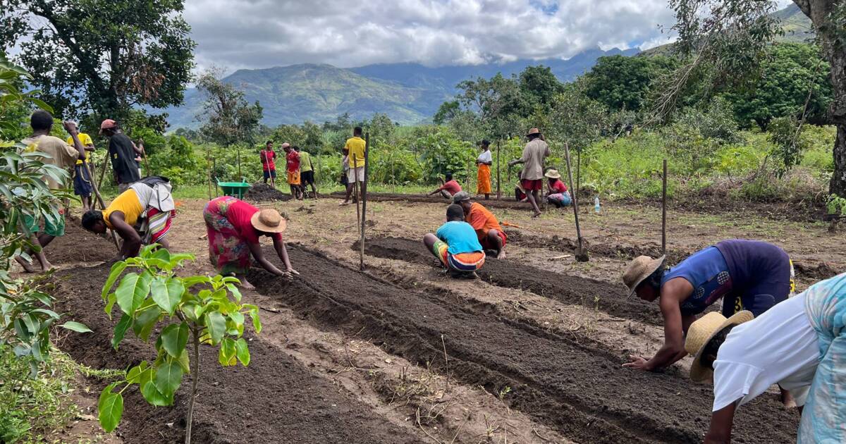 Banner Agroforestry blog.JPG