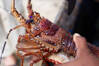 Measuring lobsters at Manafiafy beach .jpg