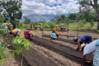 Banner Agroforestry blog.JPG